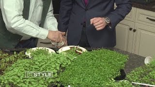 In the Kitchen: Microgreens