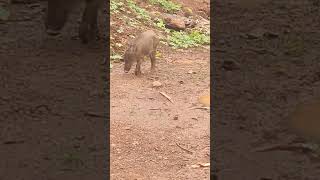 ഒരു പന്നിയെ കുറച്ചു  നായകൾ വളഞ്ഞിട്ട് ആക്രമിക്കുന്നു....😞🐖🐖🐕‍🦺🐕‍🦺🐕‍🦺