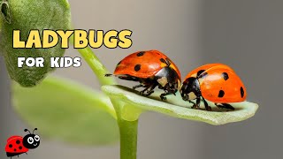 Ladybug Facts | Educational Video for kids