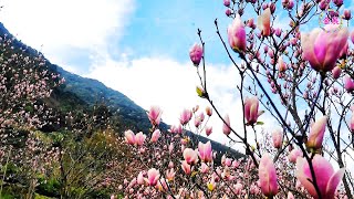 粉紫、粉紅、白花色艷麗！2023.02楓樹湖木蓮花盛開！Gorgeous large wood lotus in full bloom