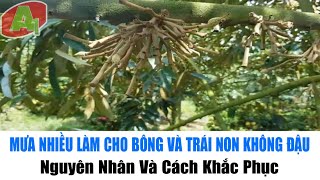 Mưa Nhiều Làm Cho Bông Và Trái Non Không Đậu - Nguyên Nhân Và Cách Khắc Phục | A1 TV