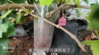 圆叶葡萄格威尔第二季果成熟了，它高抗病害口感香甜，种植简单