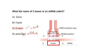 Quiz transcription and translation