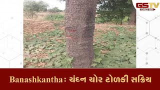 Banashkantha : ચંદન ચોર ટોળકી સક્રિય | Gstv Gujarati News