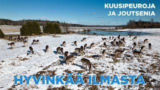 Hyvinkää ilmasta - Kuusipeuroja ja joutsenia