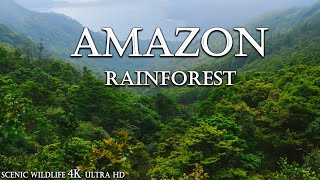 Amazon Jungle 4k - The World’s Largest Tropical Rainforest  | Scenic wildlife  Relaxation Film