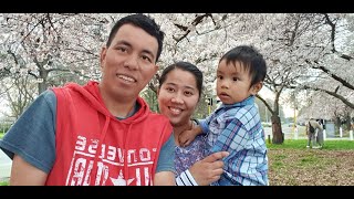 VLOG#6 SEASON OF CHERRY BLOSSOM OR SAKURA IN HAGLEY PARK