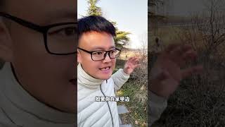 宠物医院为什么不让狗吃这些。 科学养宠攻略 养狗经验分享 狗狗 经验分享 萌宠出道计划