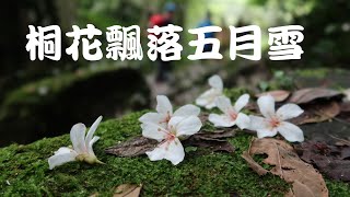 桐花飄落五月雪