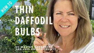 How to Thin Daffodil Bulbs