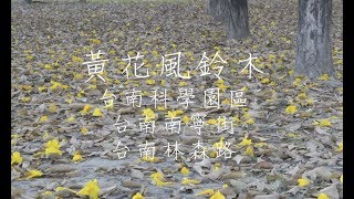 （下黃金雨了）2018 台南市 黃花風鈴木現況 台南科學園區 林森路 南寧街｜賞花最前線