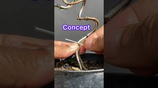 The initial concept of forming a Bonsai Tree