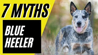 7 Myths About Blue Heelers - 7 Myths about the Australian Cattle Dog