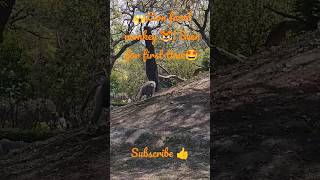 Monkey🦍 with Lion🐯 Face😱 |  #trending #youtube #viral #ytshorts #2023  #youtubeshorts #shorts