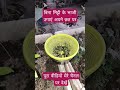 बिना मिट्टी के पौधे का उत्पादन कैसे किया जाता है