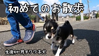 【チワワ】生後4か月ついにお散歩デビュー！興味が溢れて仕方ありません♪