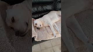 【Strech your limbs and sleep.♪】＃Labrador Retriever 【＃ラブラドールレトリーバー】#Japan