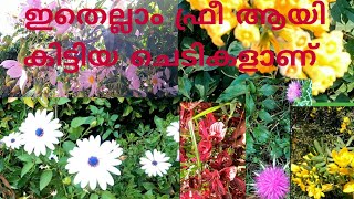 ZERO COST PLANT HUNTING🥀Ooty plants🥀അടിപൊളി ചെടികൾ  ഫ്രീ ആയി കിട്ടി. Uthagamandalam #Tamilnad.