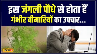 Health Tips: बड़े काम का है यह हिमालयन पौधा, कई बीमारियों के लिए है रामबाण उपाय | #local18