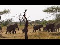 Tarangire, a mega area for Elephants in Africa ~ Regal African Safaris