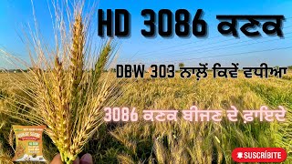 HD 3086 wheat variety details