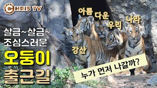 아직은 어색하고 조심스러운 아기 호랑이 오둥이의 출근길 #사람은호랑이구경#호랑이는사람구경