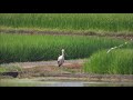 渡良瀬遊水地のコウノトリ　ヒナ巣立ち後の8月5日