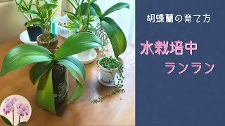 9月 室内で水栽培中の胡蝶蘭　胴切りした株　新芽🌱その後　ランラン　アマビリス　サマーローズ