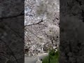 桜　sakura n japan