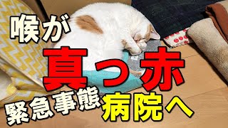 【ゆず兄ちゃん】大丈夫か喉が真っ赤ゆずちゃん猫病院で大泣き