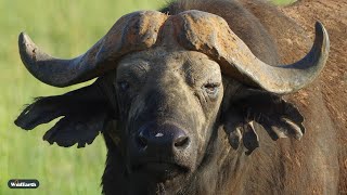 Birds, bugs and buffalo - SafariLIVE Sunset - 18 December 2024