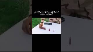 اصحاب الخبره العسكريه شنو معناها