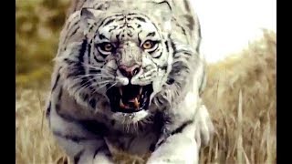 White Tiger vs Monkey King Fight Scene - HD