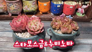 250125 스타보스금한집으로이사~목대아픈다육이누비노바분갈이해요♡ #다육이 #다육식물 #succulent #plants #たにくしょくぶつ. #多肉植物 #다육이분갈이