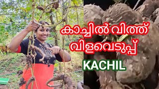 കാച്ചിൽ വിളവെടുപ്പ് | kachil vilaveduppu || kachil krishi malayalam @VidhasWorld