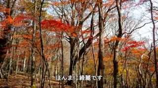 エリカおばさんの登山日記　ファガスの森周辺紅葉狩り　2014.10.26