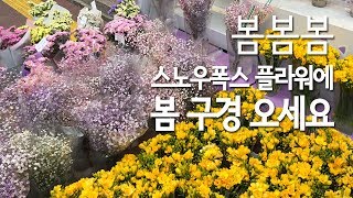 [스노우폭스 플라워] 봄봄봄~ 봄을 선물해 드려요