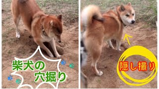 柴犬テンイチの 穴掘りを隠し撮りしてみた