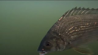 Bream Fishing With Plastics (Mulloway,37cm bream) EP.1