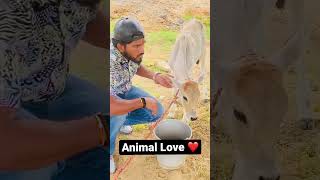 पशु प्रेम ❤️🙏 #shorts #love #vlog #animal #video #vlogbyraviverma #animals #animallover