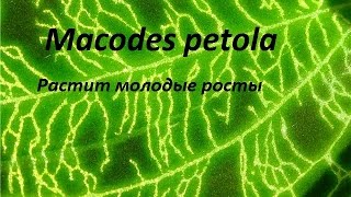 Орхидея: Macodes Petola. Растит росты.