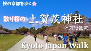 Kyoto Japan relax walk /Cherry blossoms and Kamigamo Shrine on a sunny day/April 3 2023