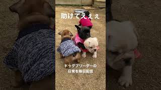 お外が怖すぎて兄弟にしがみつくフレブルの子犬#フレンチブルドッグ #赤ちゃん #パピー