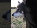 おやつを食べてご機嫌なクマ吉おじき。もっと欲しいようですね。 柴犬 黒柴 dogs doglover 柴犬のいる生活