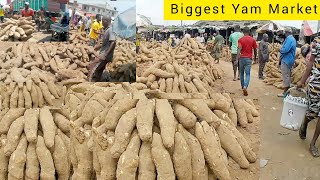 Biggest Yam Market In Lagos Nigeria | Price of tubers of yam October 2024