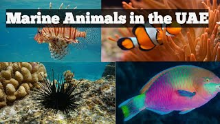 Marine Animals in the UAE