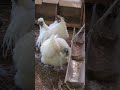 【烏骨鶏】とある日の午前中の帰りの挨拶をしました～💖🐔🐔🐔🐤🐤💖