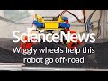 Wiggly wheels help this robot go off-road | Science News