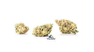 TILRAY Sour Diesel - Review - Sativa Strains - KNO1 - AGTV