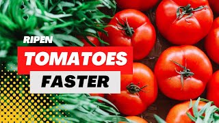 How To Trick Tomatoes To Produce Earlier - Early Producing Tomatoes